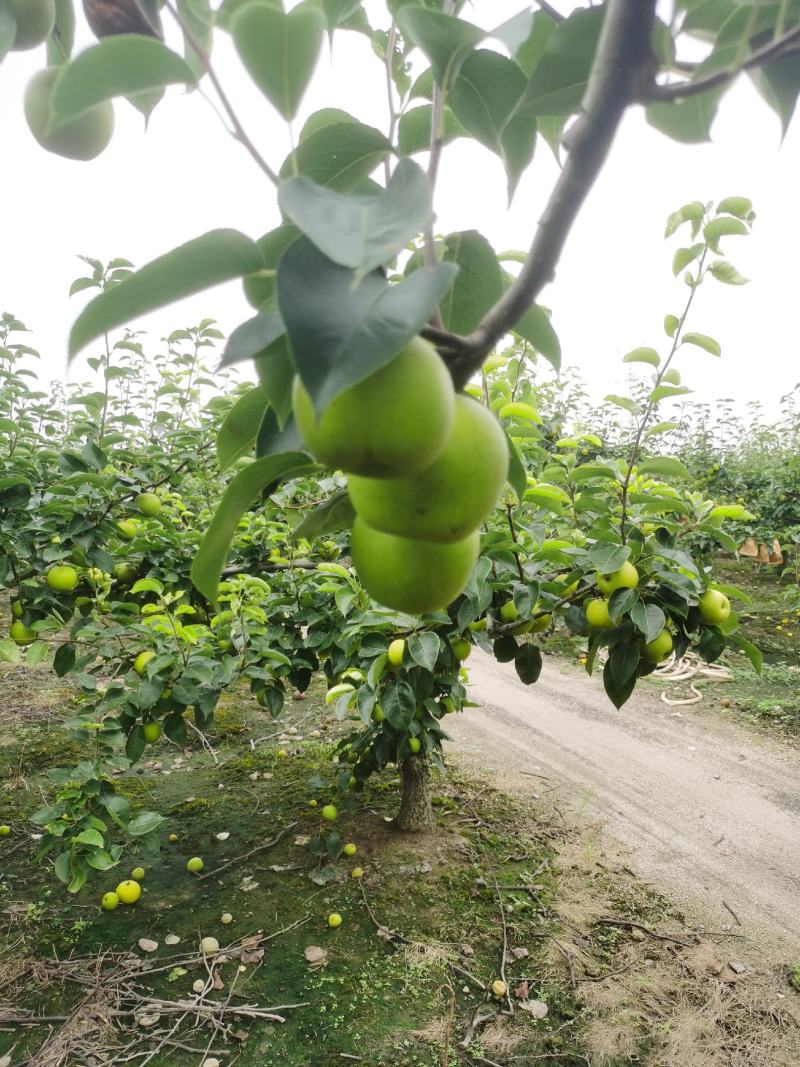 翠冠梨肉细无渣汁多