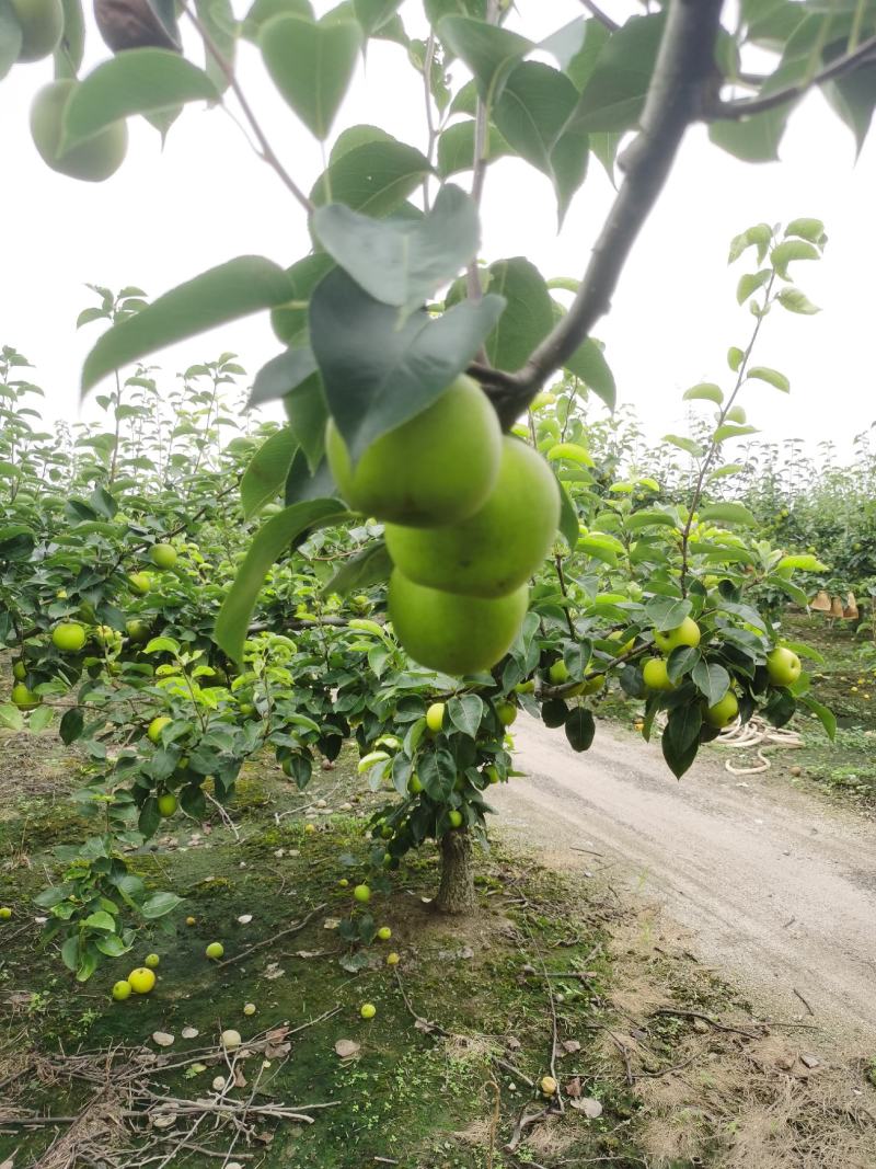 翠冠梨肉细无渣汁多