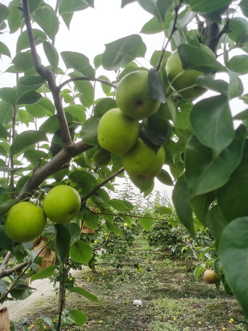 翠冠梨肉细无渣汁多