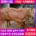 鲁西黄牛，黄牛活苗牛仔，肉牛活体，3个月小牛，包成活