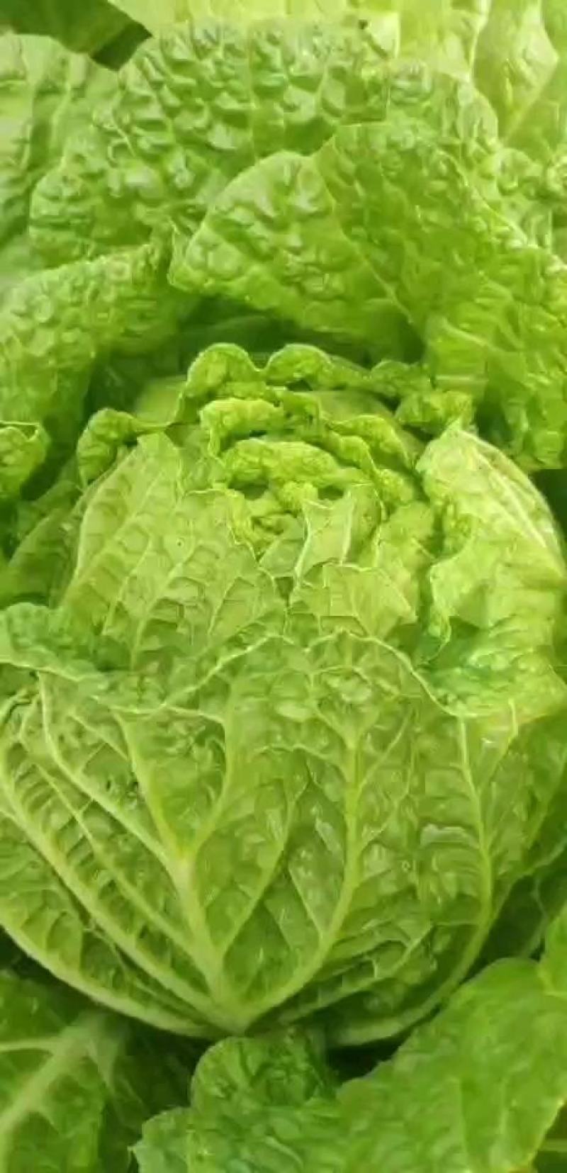 内蒙精品玲珑黄白菜大量上市供各大超市市场