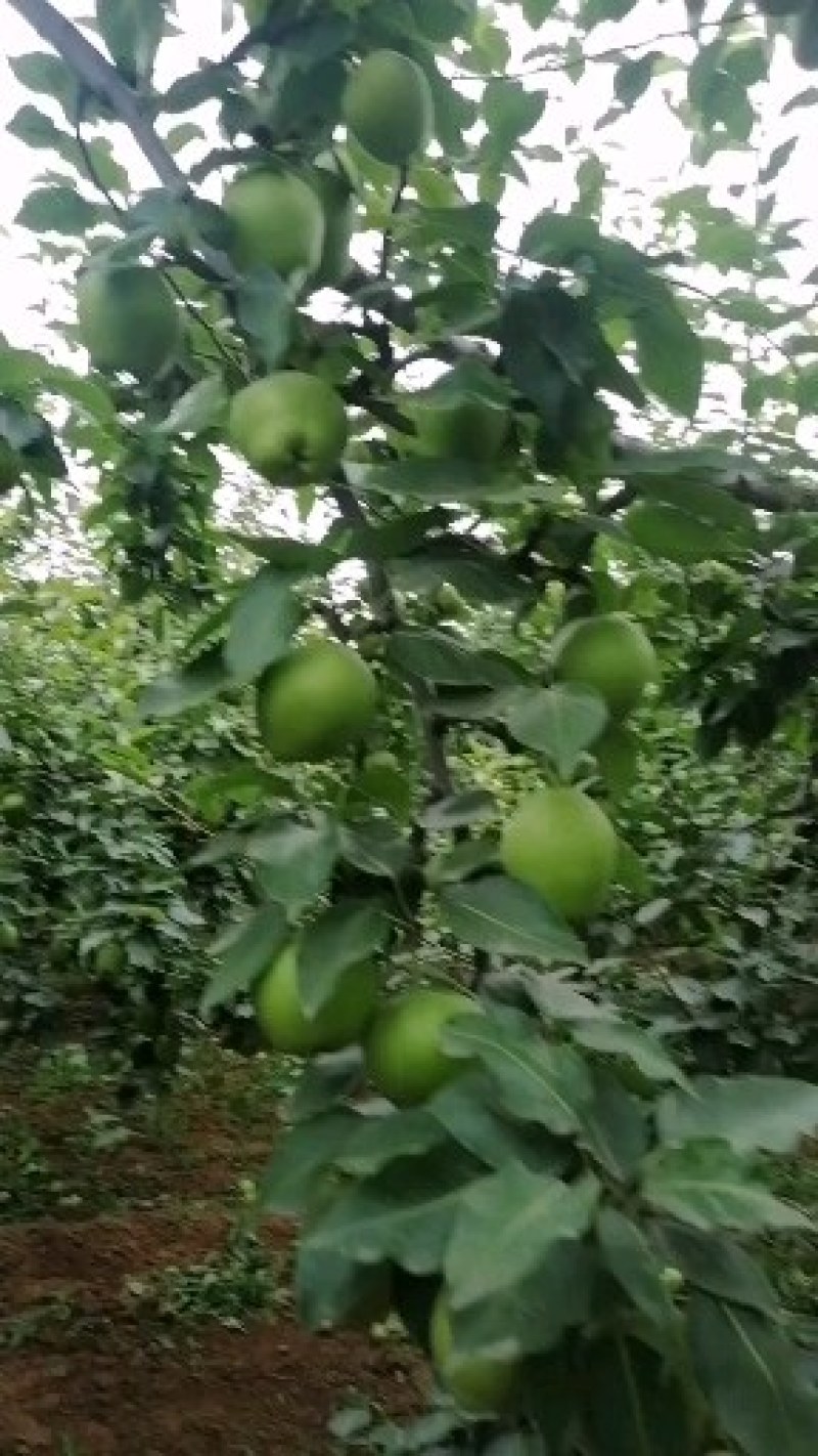 酥梨
