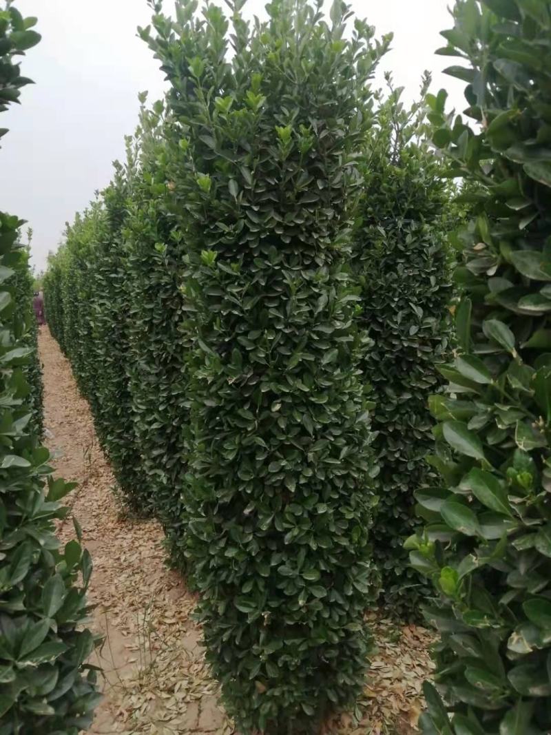 大叶黄杨柱，大量出售大叶黄杨柱，量大从优
