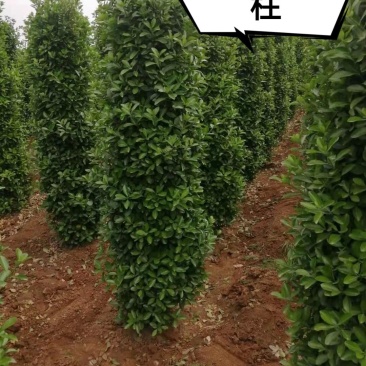 大叶黄杨柱，大量出售大叶黄杨柱，量大从优