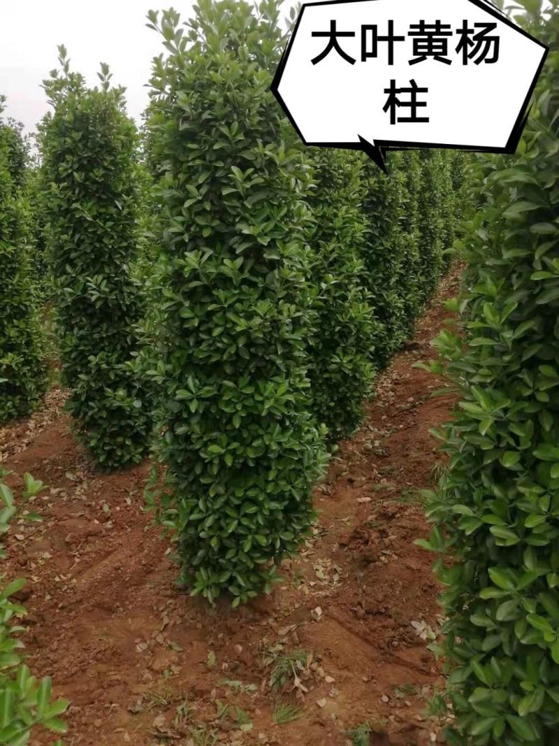 大叶黄杨柱，大量出售大叶黄杨柱，量大从优