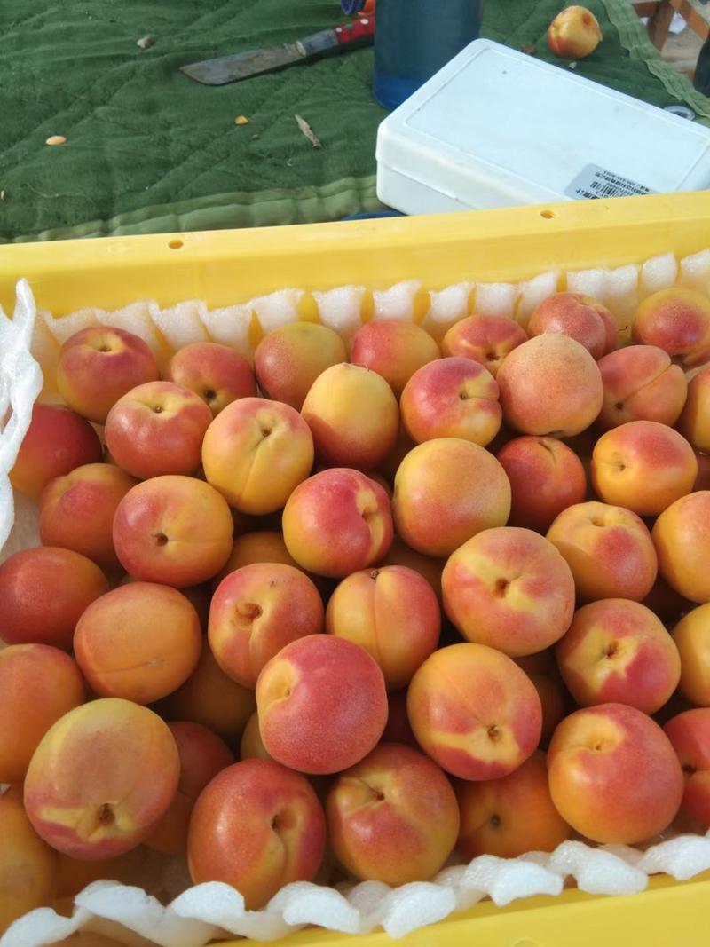 新疆伊犁吊干杏六月产地新鲜上市，色泽美颜，口感爆汁纯甜！