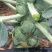 孢子甘蓝