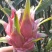 广西火龙果上市中