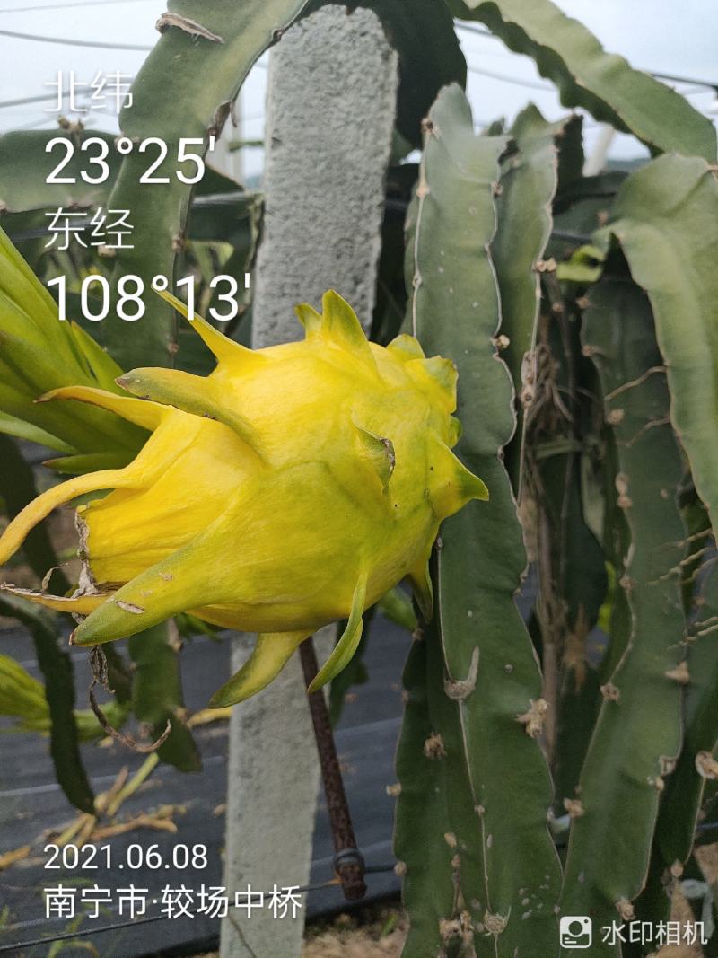 广西火龙果上市中