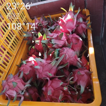 广西火龙果上市中