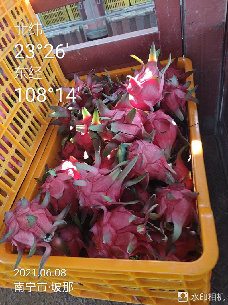 广西火龙果上市中