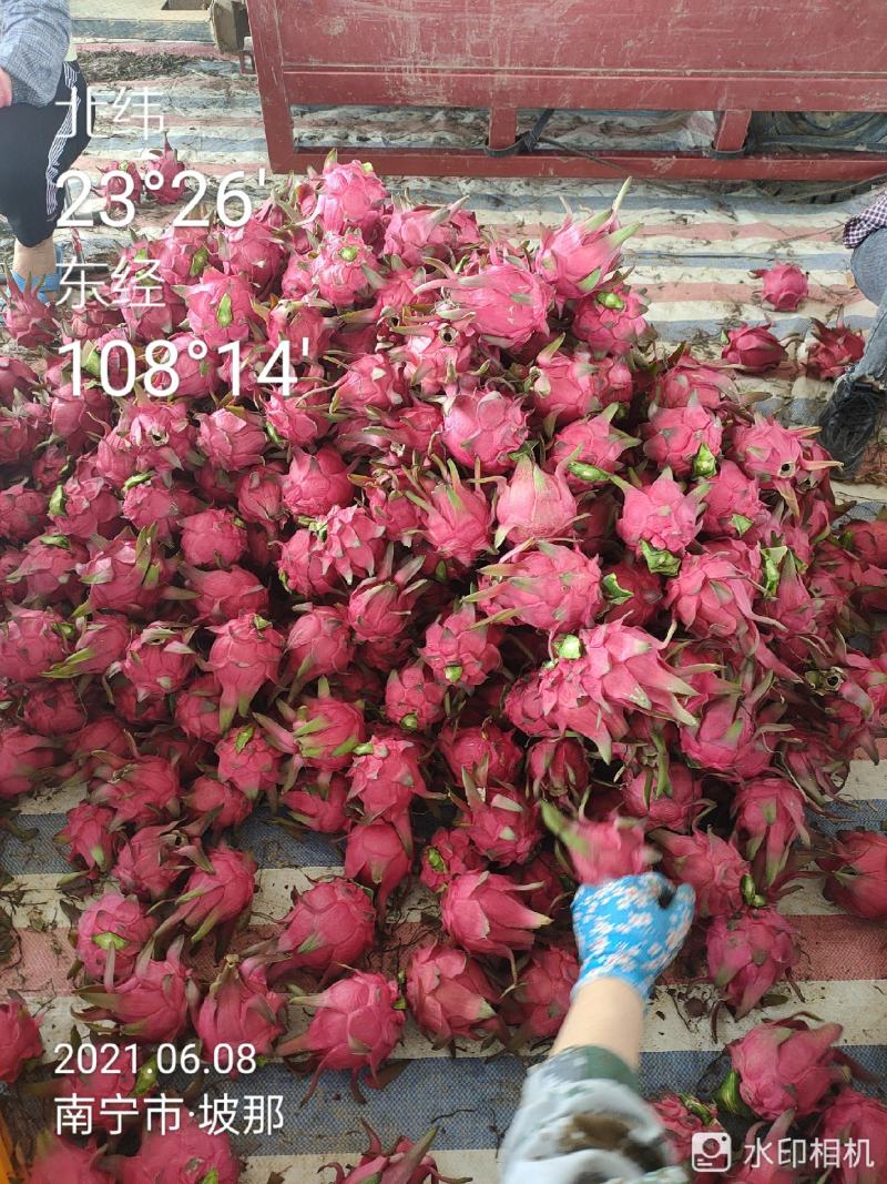 广西火龙果上市中