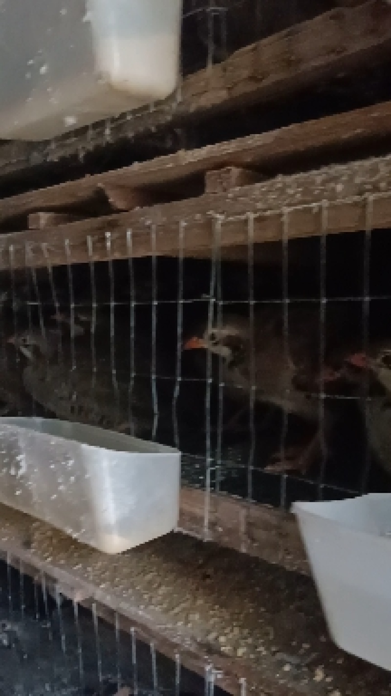 成品鹧鸪