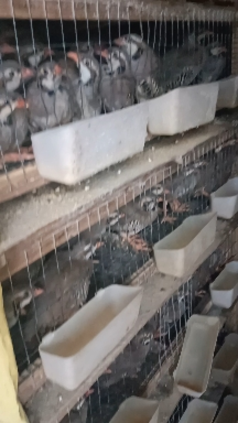 成品鹧鸪