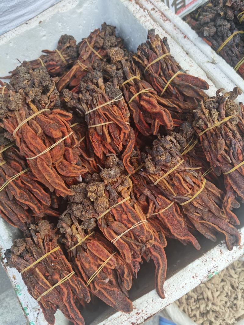野生回春草产地货源供应草苁蓉不老草顶天柱泡酒料