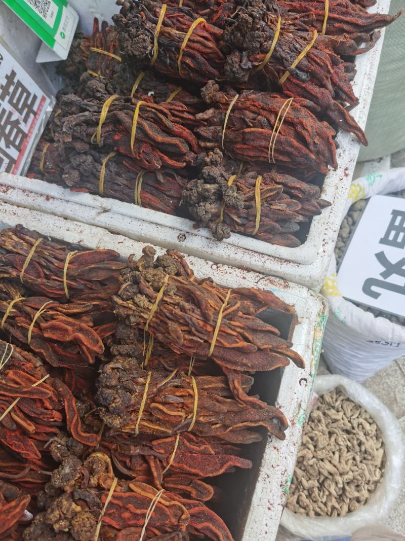 野生回春草产地货源供应草苁蓉不老草顶天柱泡酒料