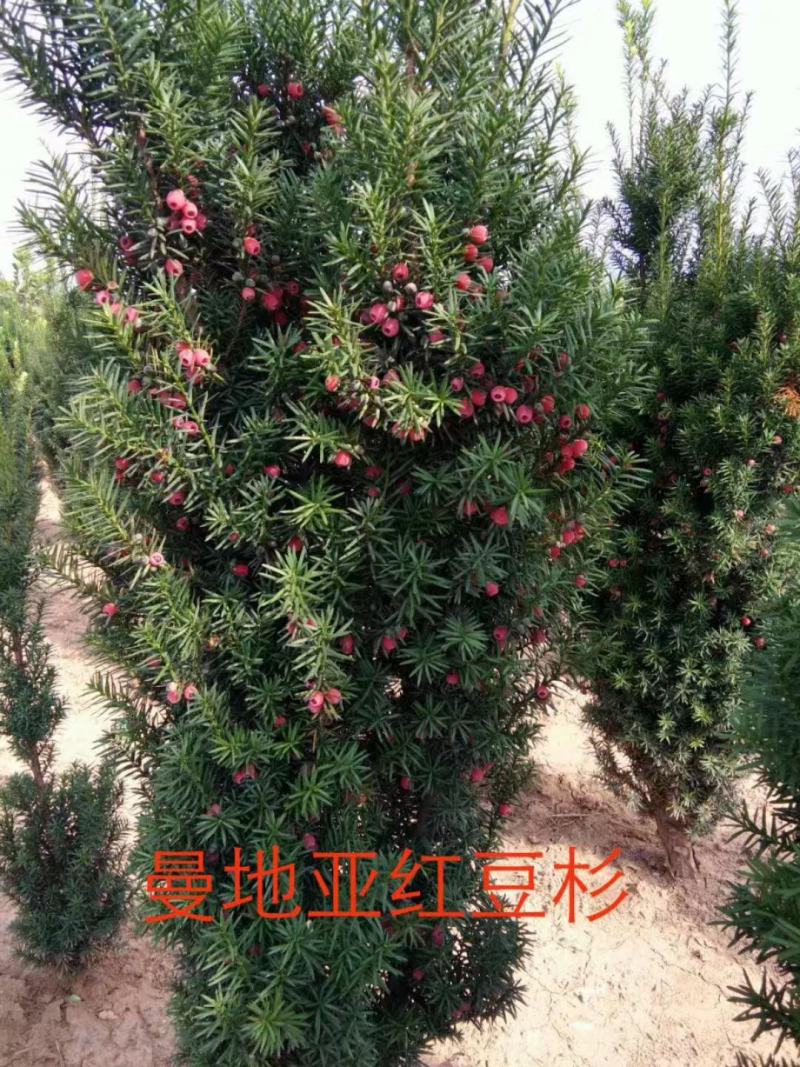 千亩红豆杉基地，清地处理，货源充足价格实惠