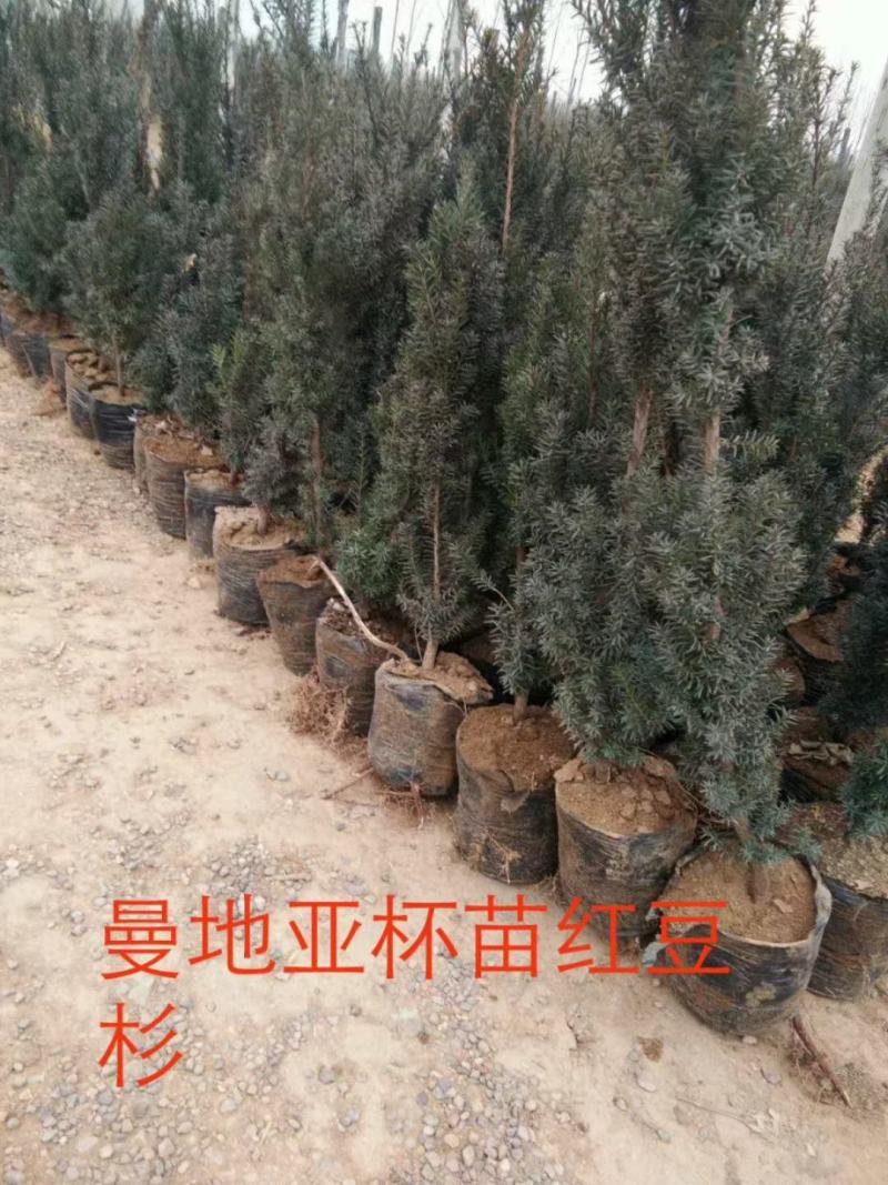 千亩红豆杉基地，清地处理，货源充足价格实惠