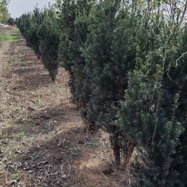 千亩红豆杉基地，清地处理，货源充足价格实惠