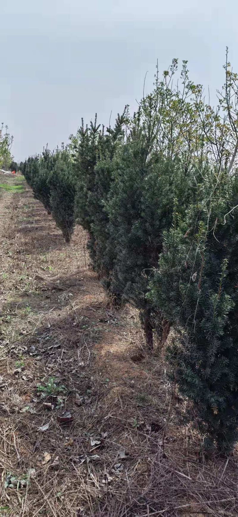 千亩红豆杉基地，清地处理，货源充足价格实惠