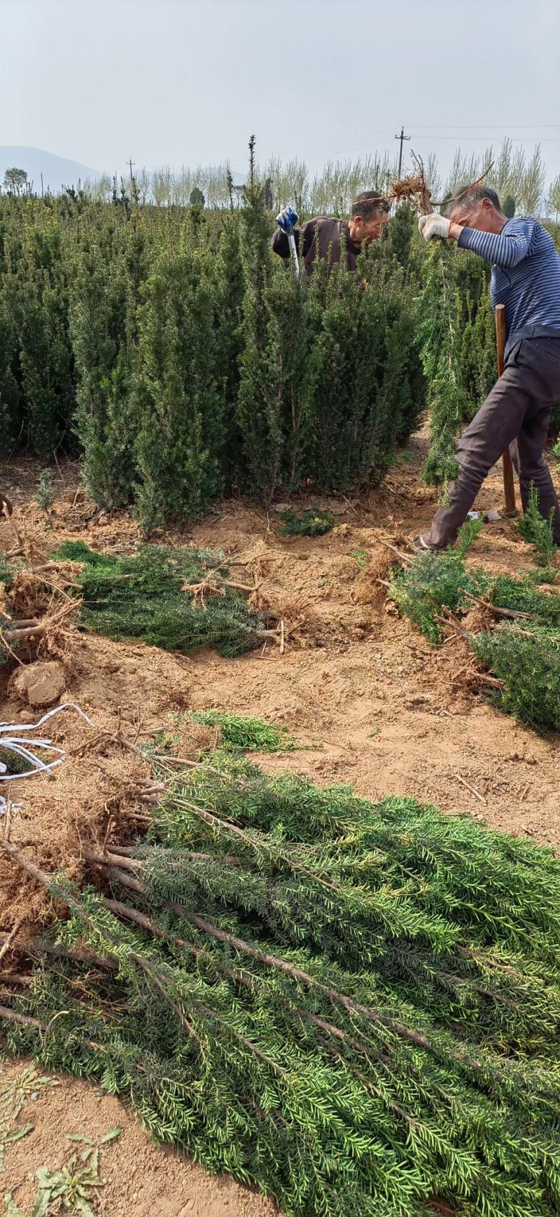千亩红豆杉基地，清地处理，货源充足价格实惠