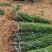 千亩红豆杉基地，清地处理，货源充足价格实惠