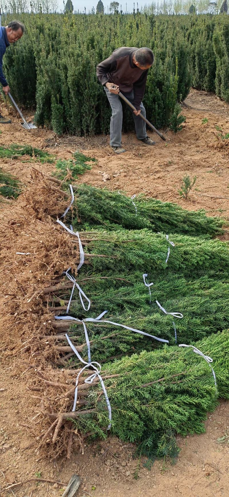 千亩红豆杉基地，清地处理，货源充足价格实惠