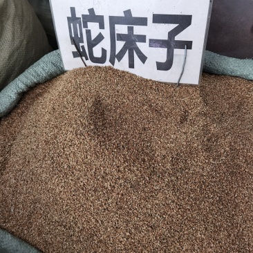 药材蛇床子货品质量保证批发各种中药材