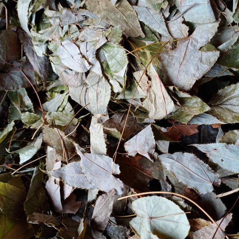 新货羊角叶，淫阳霍叶，根色青干货批发零售，欢迎订购