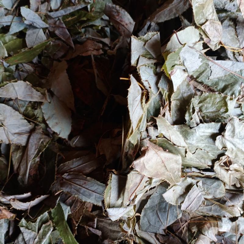 新货羊角叶，淫阳霍叶，根色青干货批发零售，欢迎订购