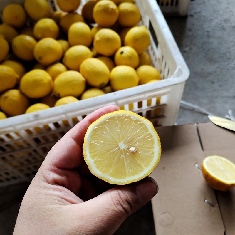 优质黄柠檬安岳柠檬尤力克品种产地直发各大市场奶茶店水果店