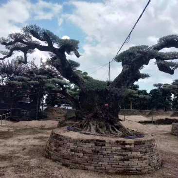 欧洲橄榄树四海园基地直销