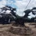 欧洲橄榄树四海园基地直销