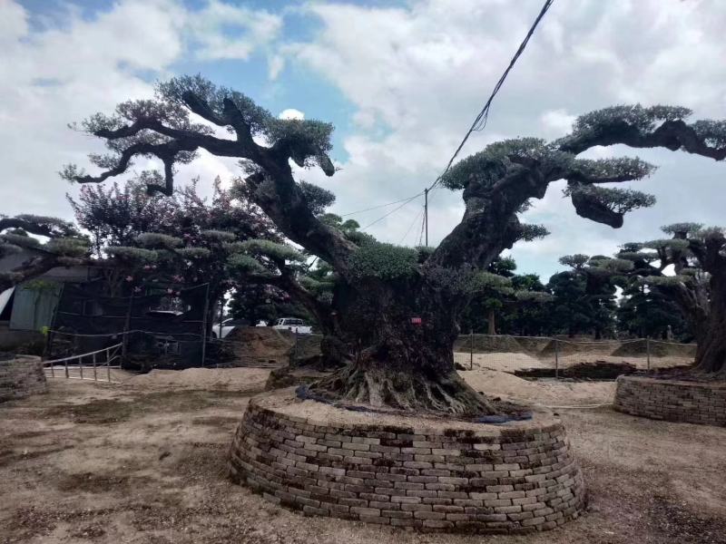 欧洲橄榄树四海园基地直销