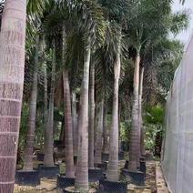 椰子树狐尾椰子高度7米福建四海园基地直销