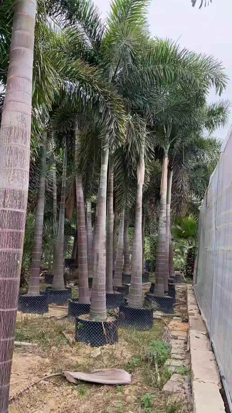 椰子树狐尾椰子高度7米福建四海园基地直销