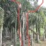 椰子树狐尾椰子高度7米福建四海园基地直销