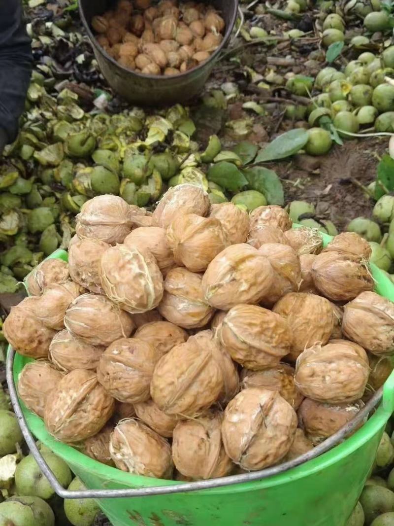大凉山原生态鲜核桃，一手货源物美价廉，支持批发零欢迎咨询