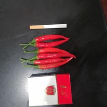 红小米椒朝天椒816圣椒等多个品种陆续上市中现摘高辣鲜辣