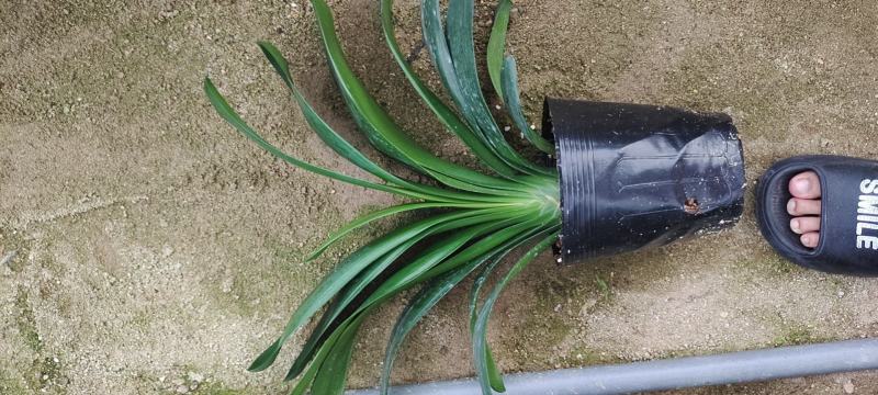 180杯君子兰福建四海园基地直销