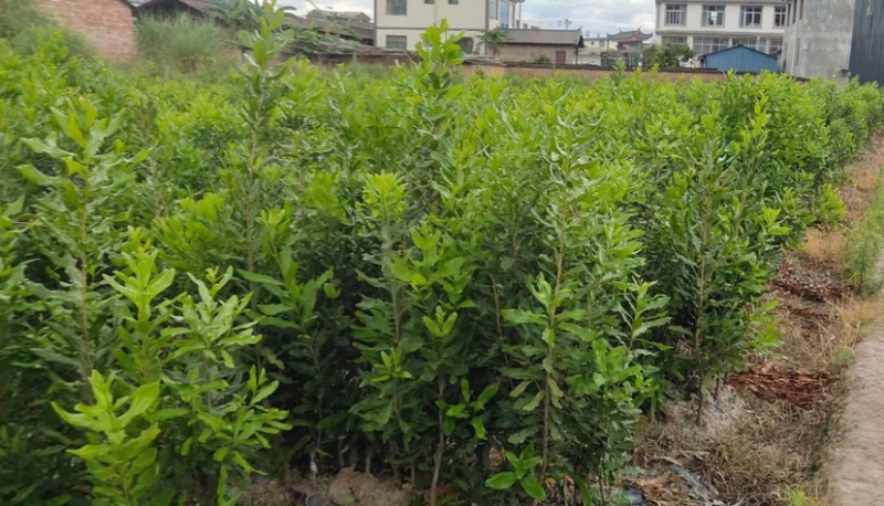 澳洲坚果苗，澳洲坚果嫁接苗，夏威夷果苗，基地直供，不零售