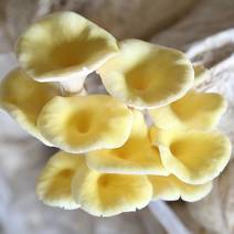 大量批发优质榆黄菇菌袋