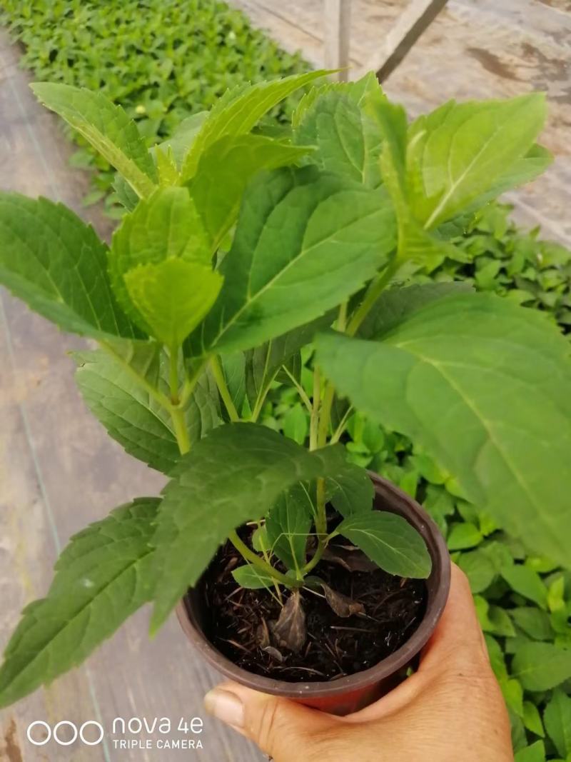 无尽夏绣球，有粉色的，蓝色的，有120型140型180型