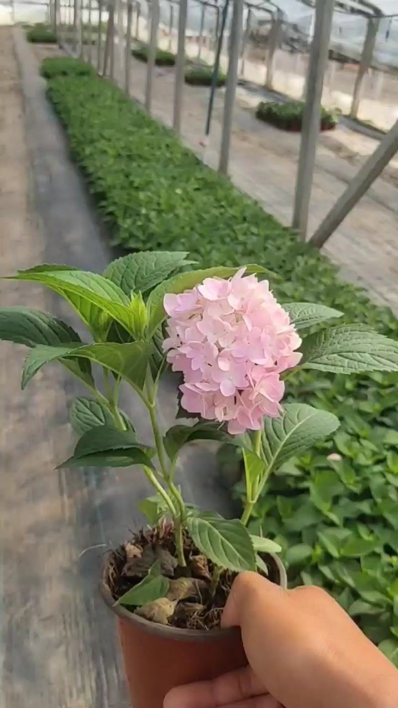 无尽夏绣球，有粉色的，蓝色的，有120型140型180型