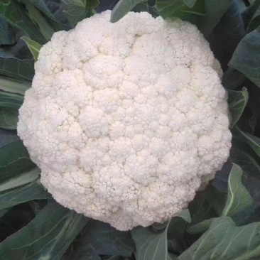 散花