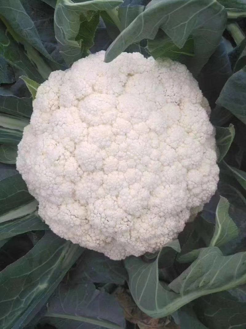 散花