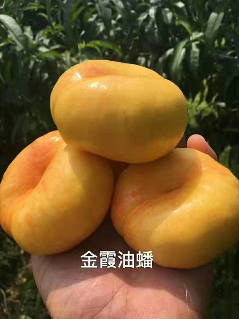 黄油蟠