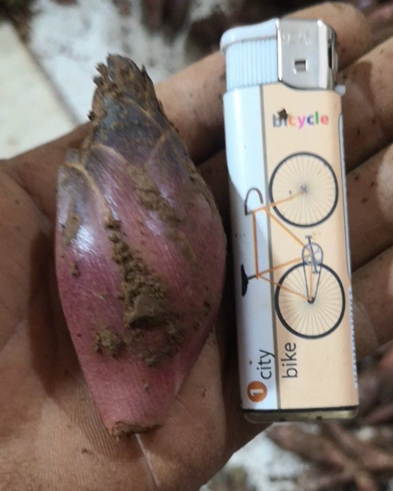 阳荷