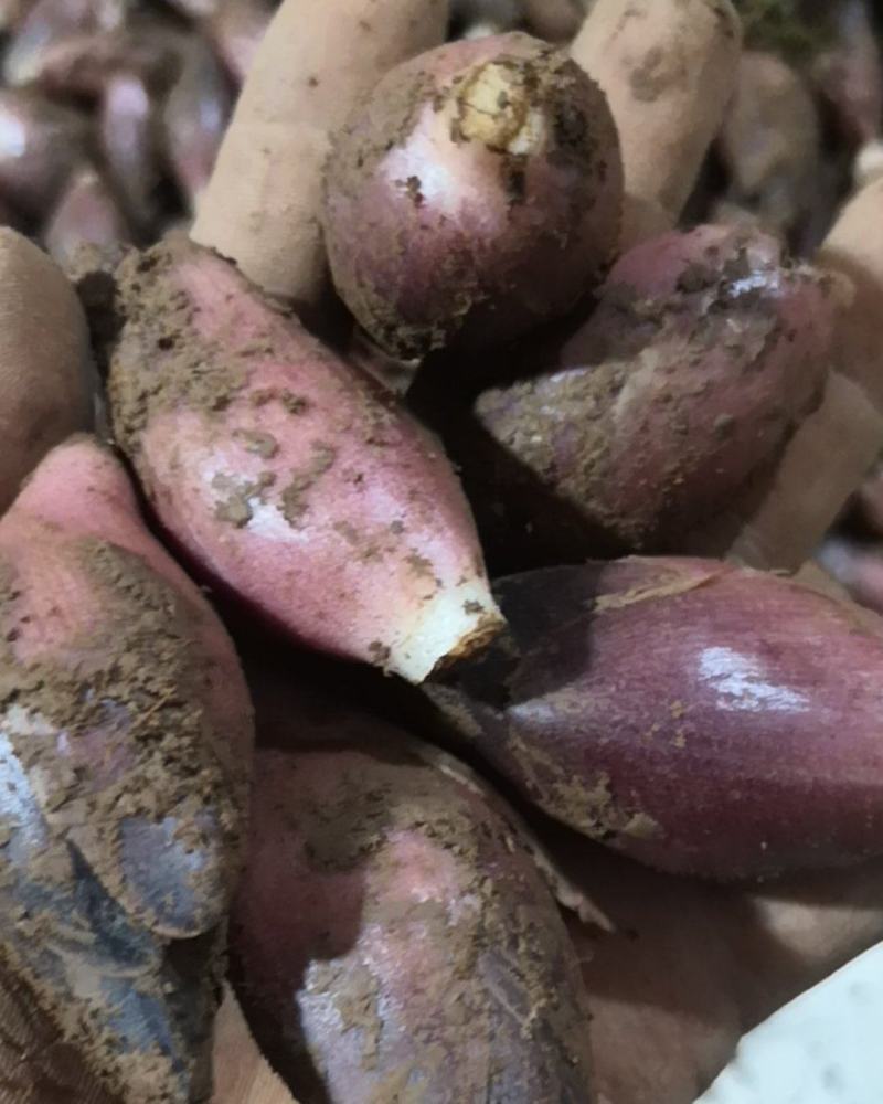 阳荷