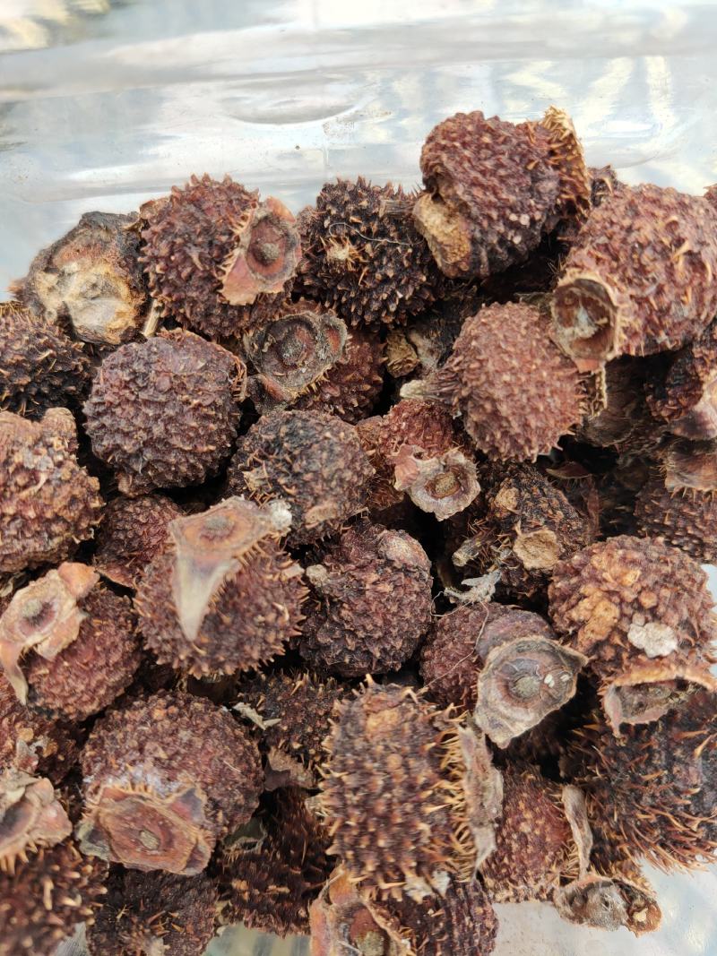 干刺梨
